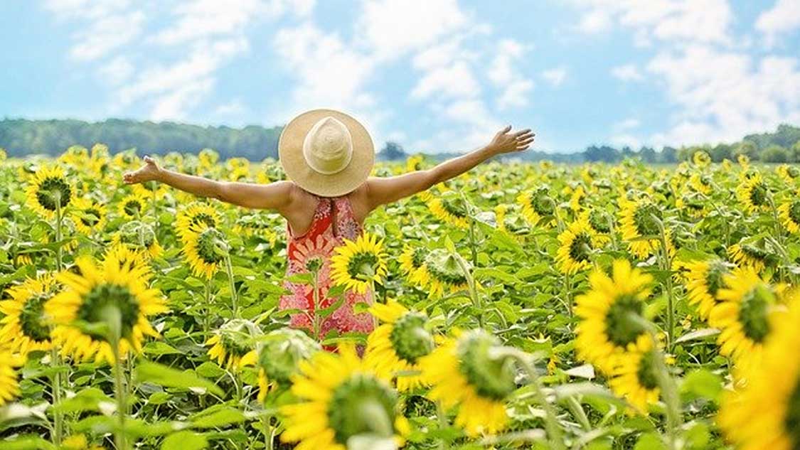 Giant sunflower fields Ontario