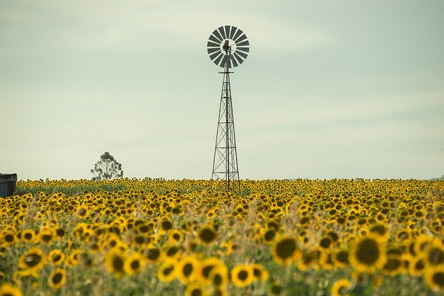 giant sunflower field ontario