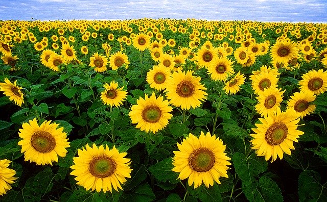 sunflowers in ontario