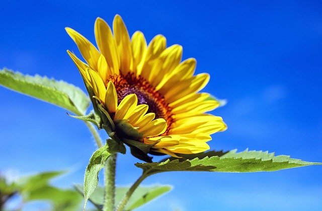sunflower season