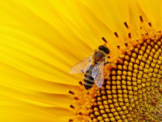 sunflower garden near me