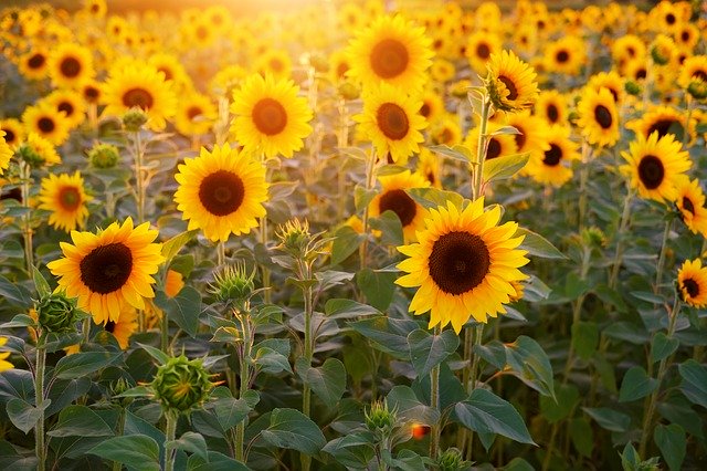 sunflowers near me 