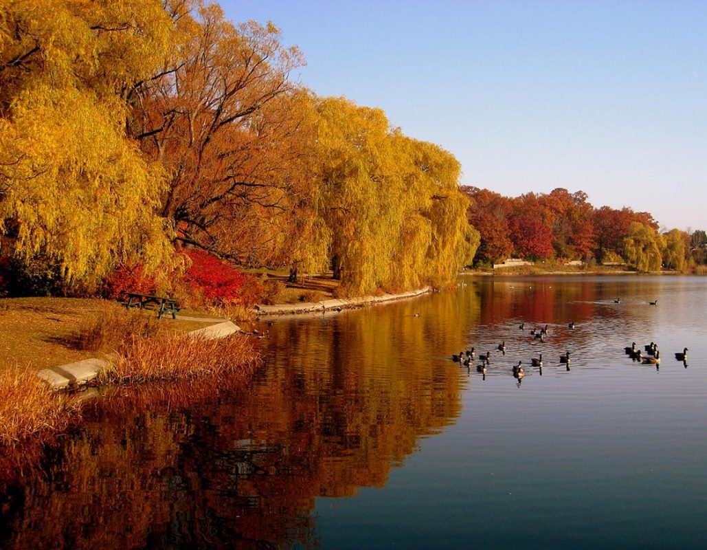 Fall Foliage in High Park Toronto