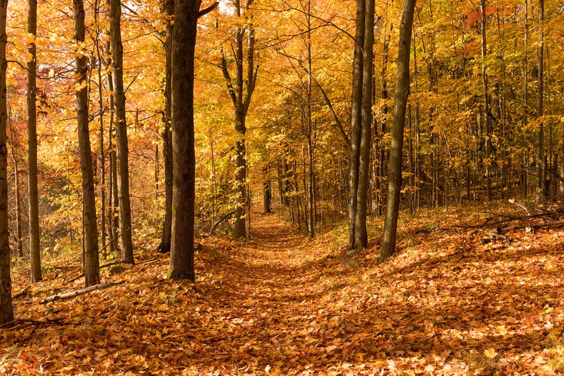 Fall colours in Forks of the Credit Provincial Park