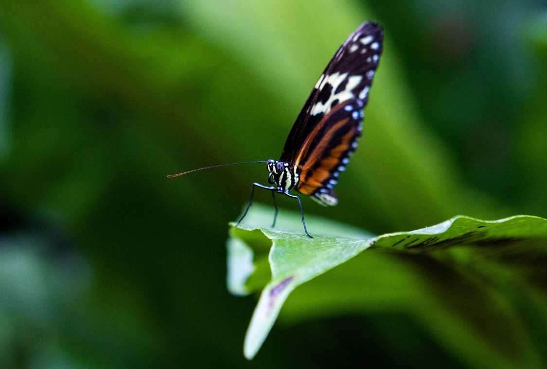 Niagara Falls Butterfly Conservatory