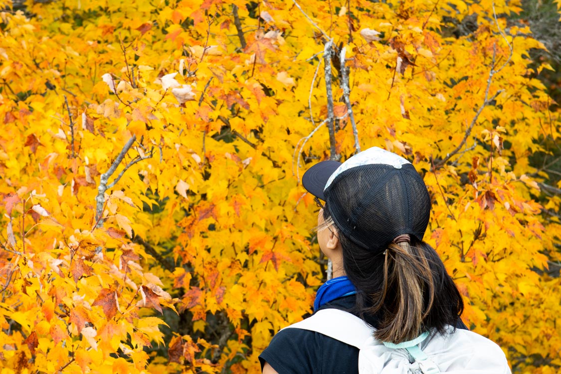 The Best Fall Colours In Toronto