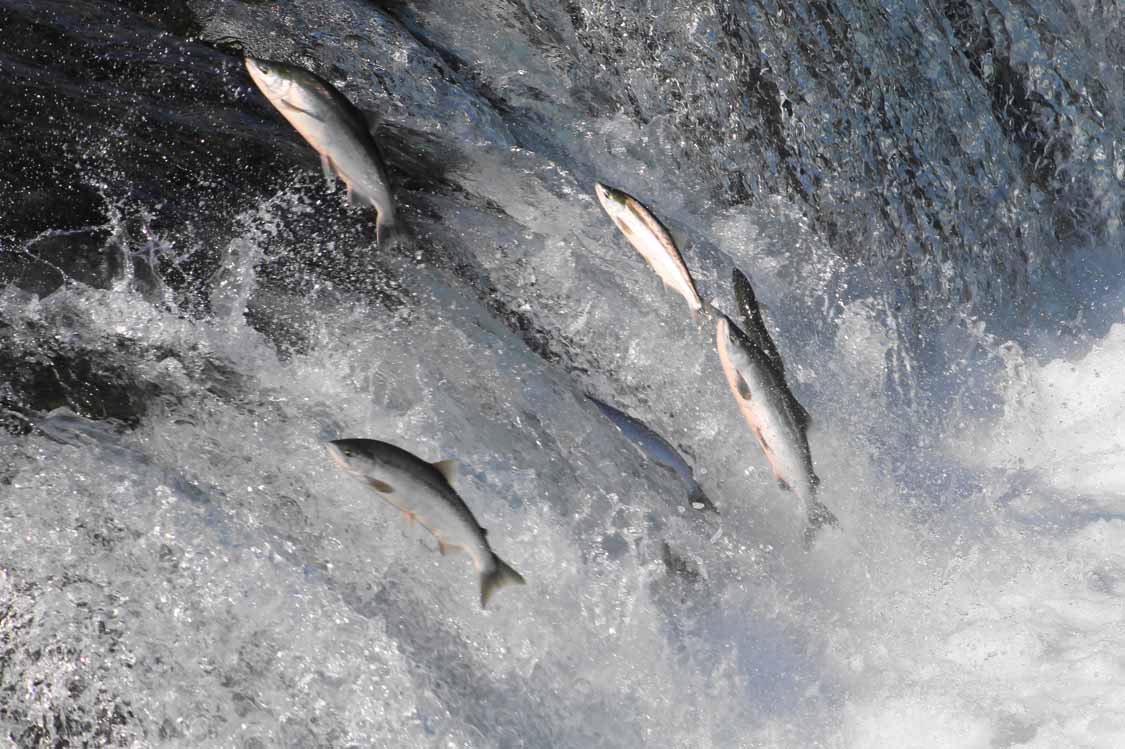 Salmon jumping in Toronto