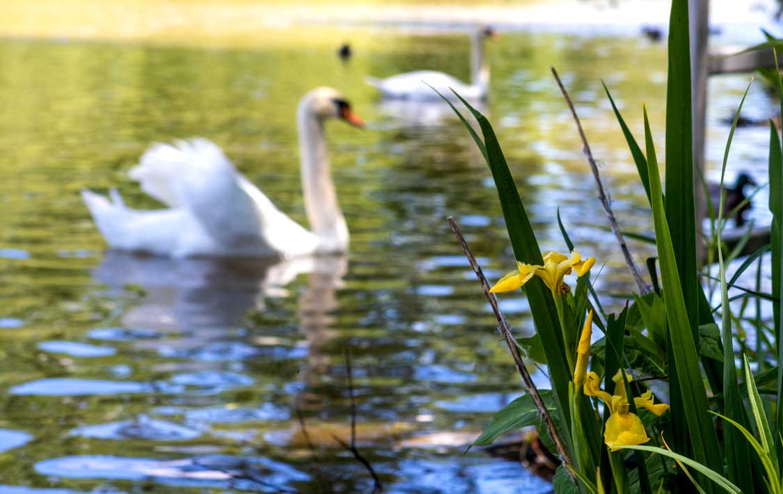 Swans and Flowers along the Avon River