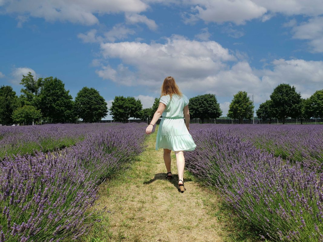 A woman walking through a lavender field at a Norfolk County winery