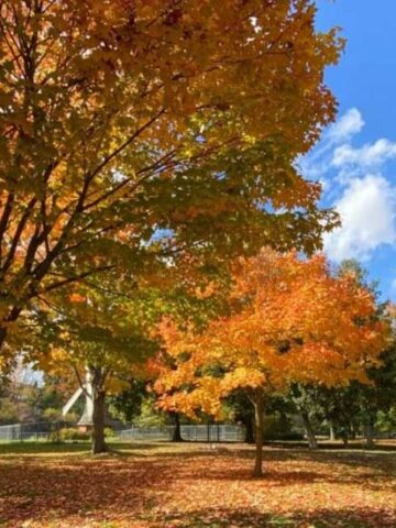 Things to do in Guelph