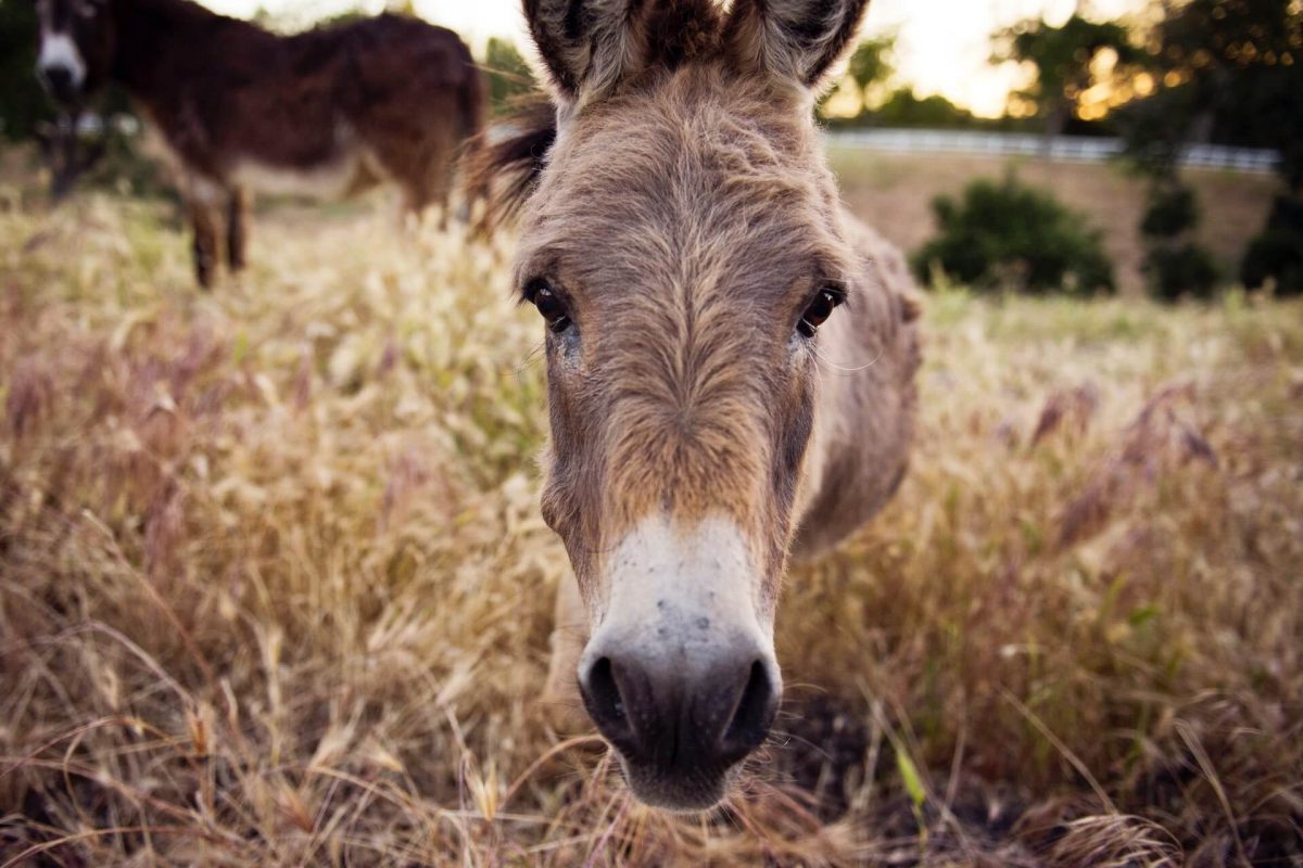 The Donkey Sanctuary of Canada in Guelph, Ontario