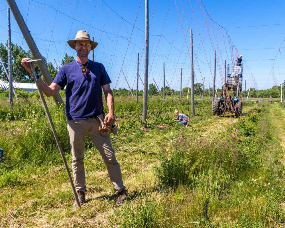 Hop farmer in Prince Edward County