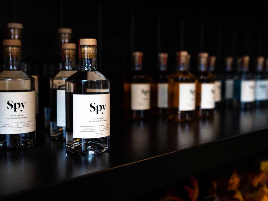 Row of gin bottles against a black background