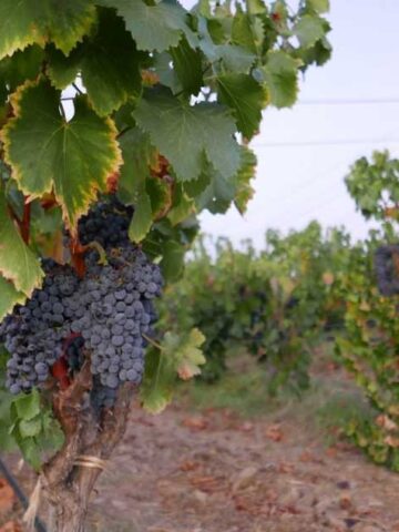 Best wineries in Ontario
