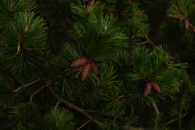 The eastern white pine is the official tree of Ontario