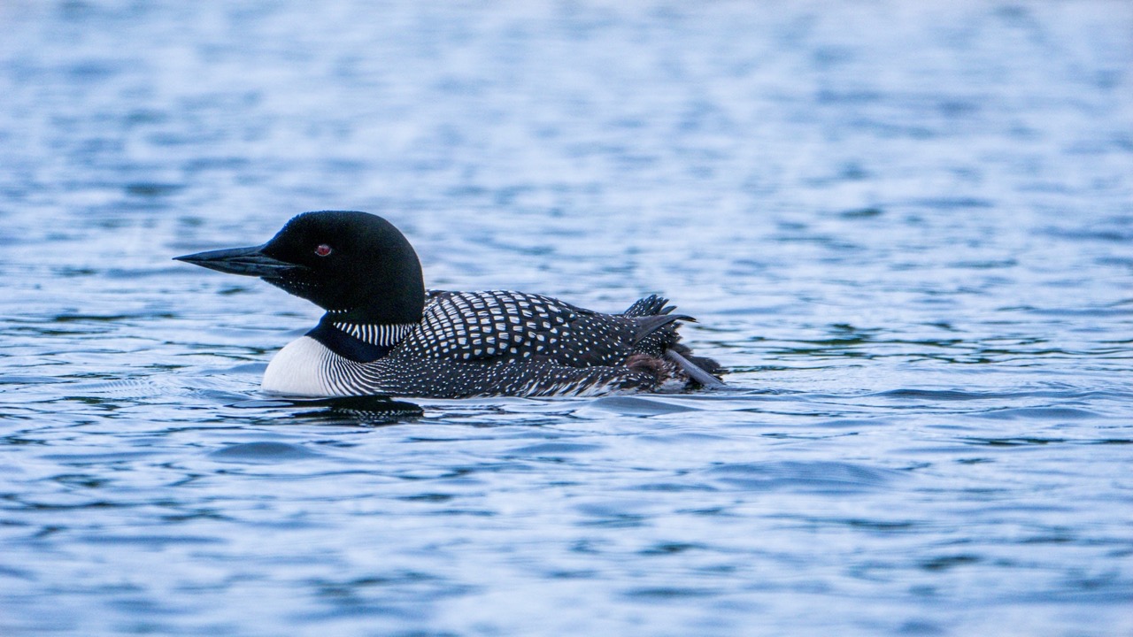 Loon in Ontario