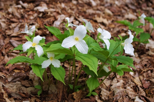 The trillium is Ontario's official flower