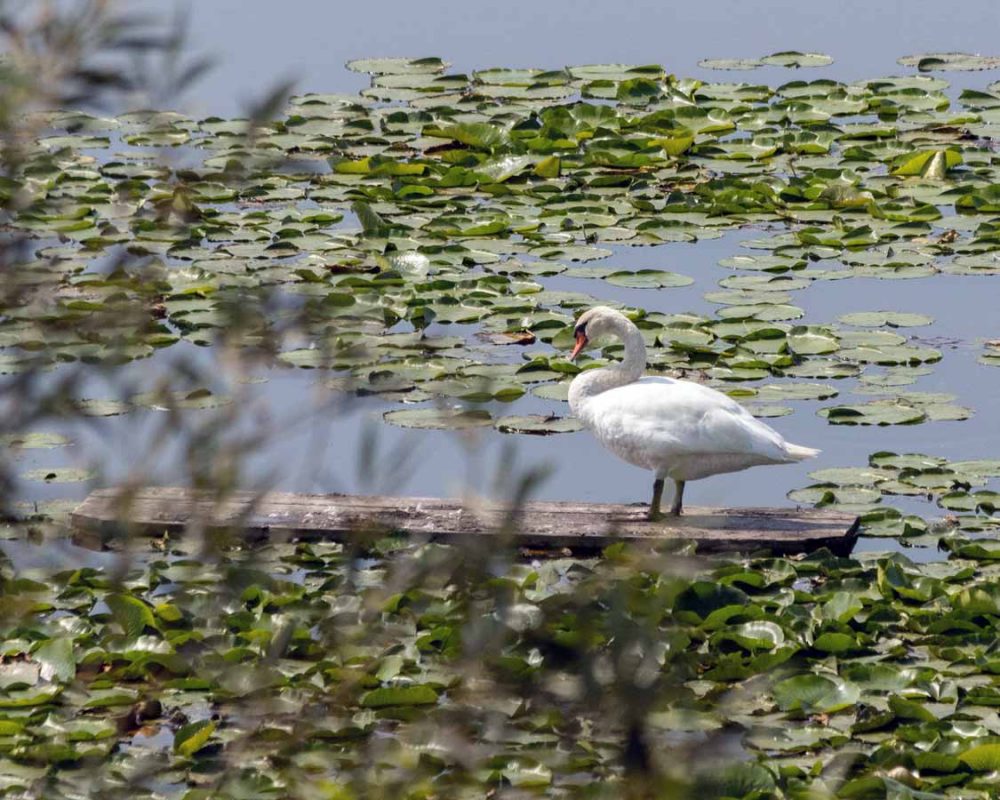 White swan at Holiday Beach Conservation Area