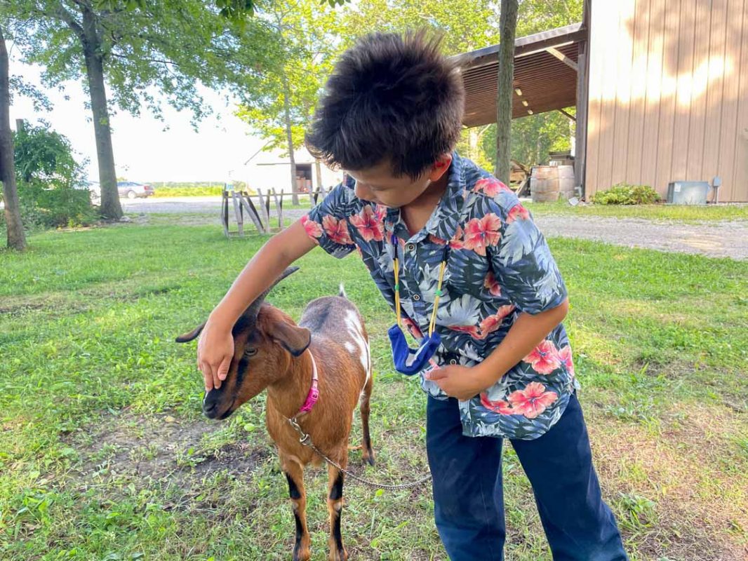 Boy petting at goat at Muscedere Vineyard