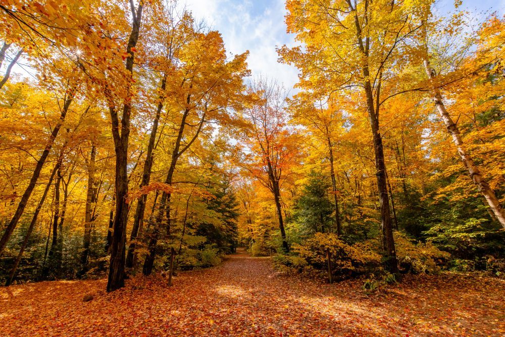 autumn colours at Mikisew Provincial Park