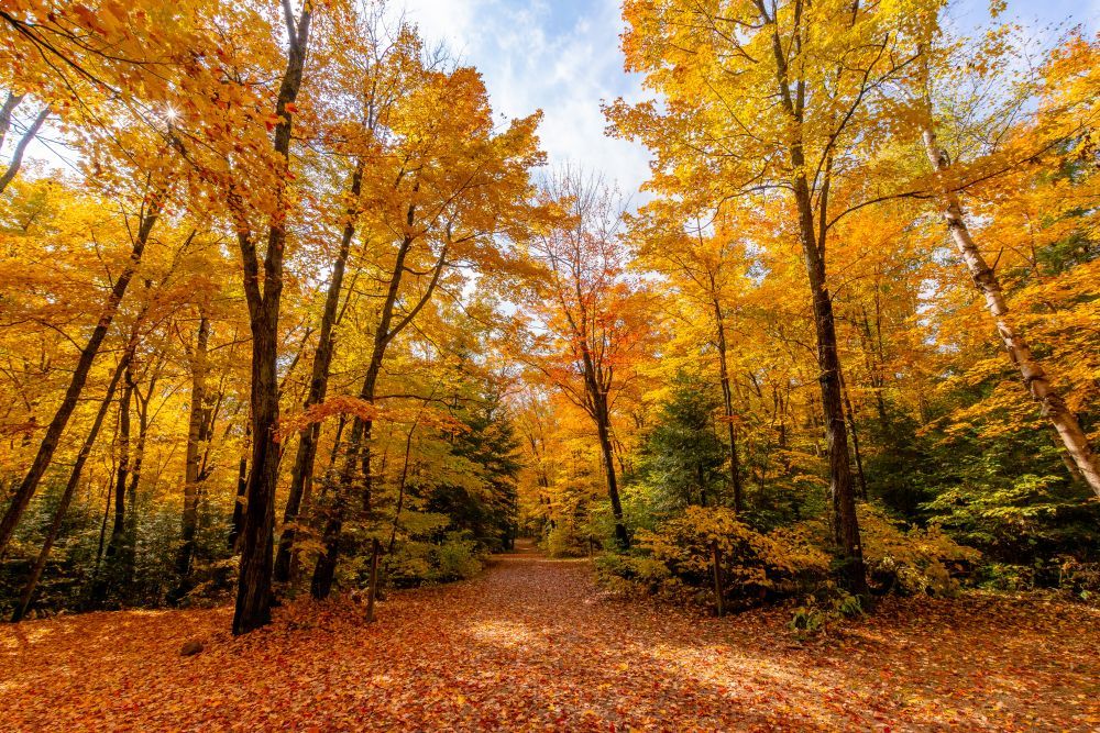 Where to See the Best Fall Colours in Ontario The Ontario Parks