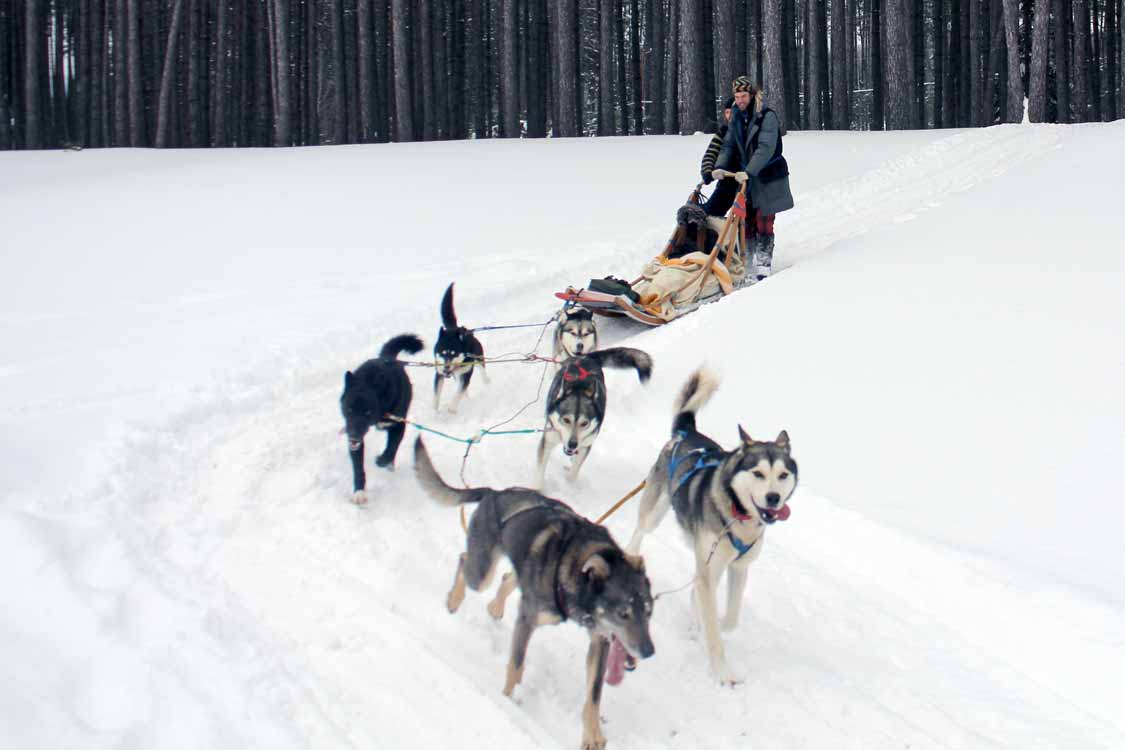 Dog sledding tours near Toronto