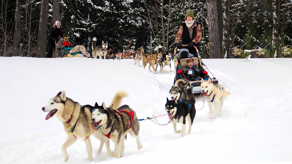 how far can a typical dog team pull a sled in one day