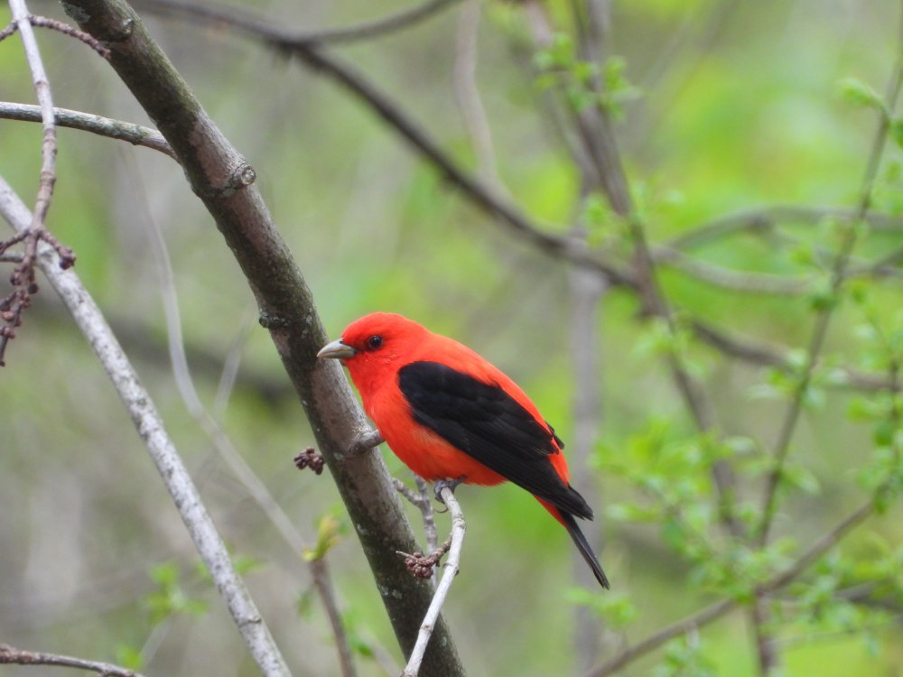 A Scarlet Tanager on Dufferin Island