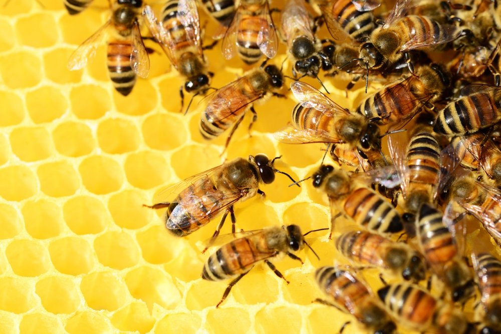 Backed by bees apiary 