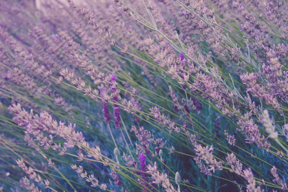 Ontario lavender