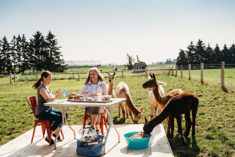 Alpacas at Udderly Ridiculous Farms