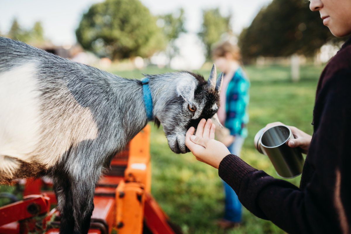 Micro-Highland Cow Experience, Udderly Ridiculous Farm Life