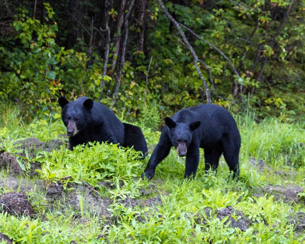 Bears near Ivanhoe Provincial Park