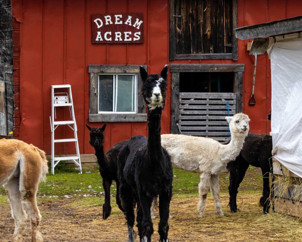 Dream Acres Alpaca Farm near Timmins