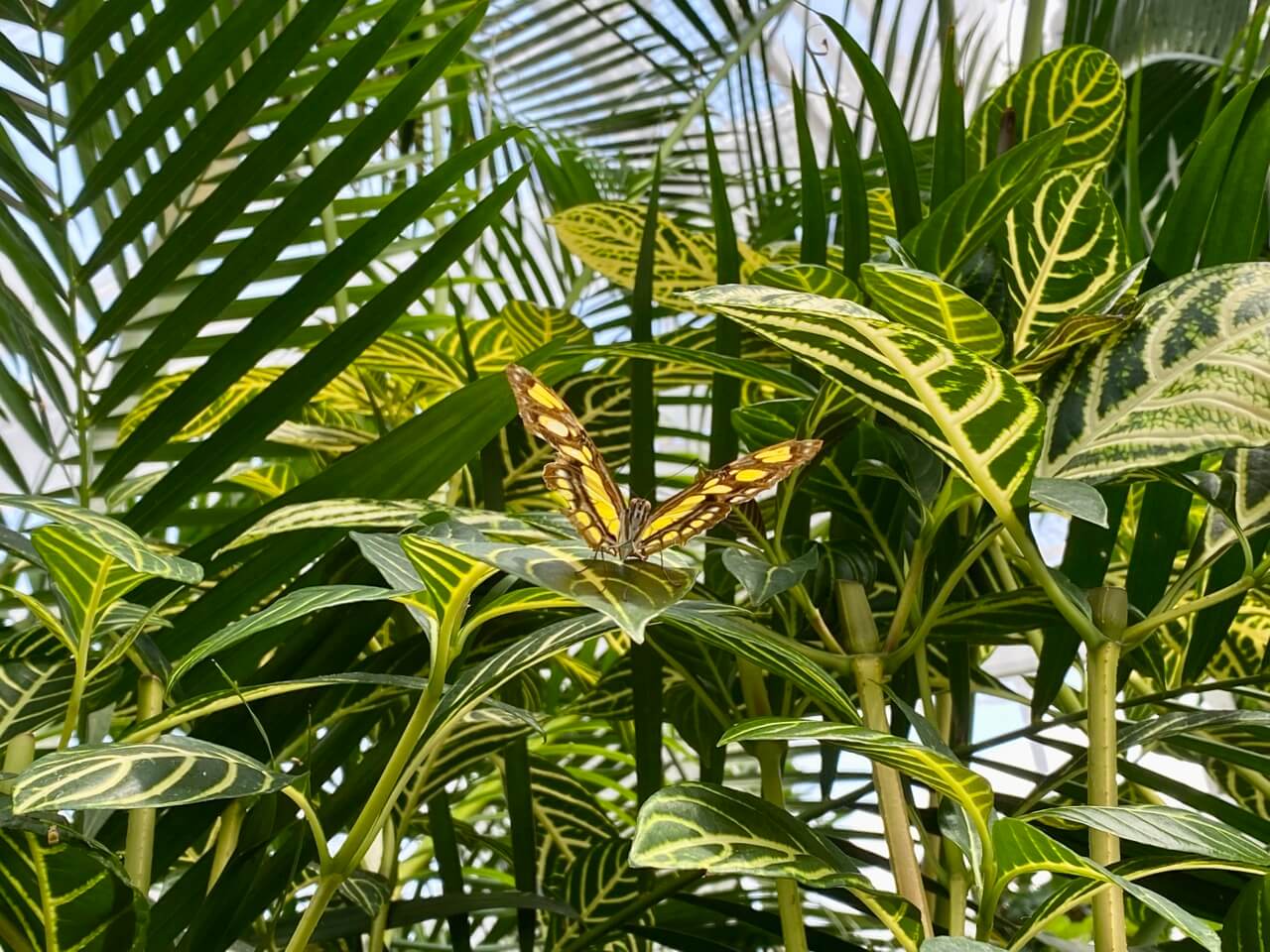 A butterfly at the Niagara Parks Butterfly Conservatory