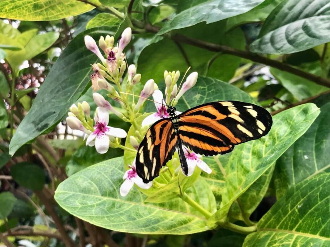 A butterfly at the Niagara Parks Butterfly Conservatory