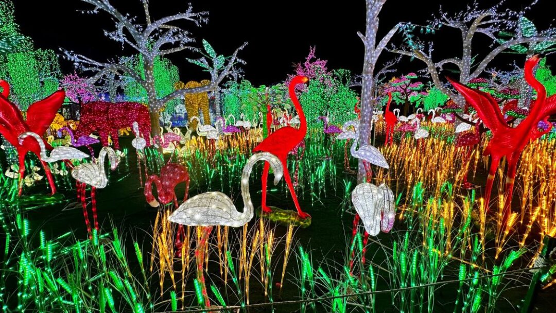 illumi Mississauga Come Witness the Largest Light Show on the