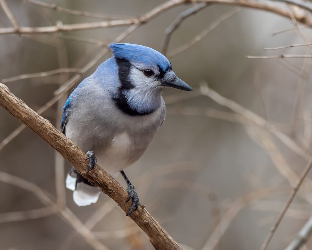 A bluejay at the Riverwood Conservancy