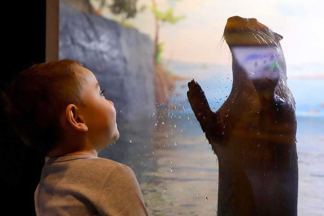 A young boy looks at an otter through glass at the Brockville Aguaterium