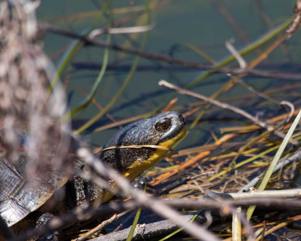 A painted turtle swims in the water of Mac Johnson Wildlife Area