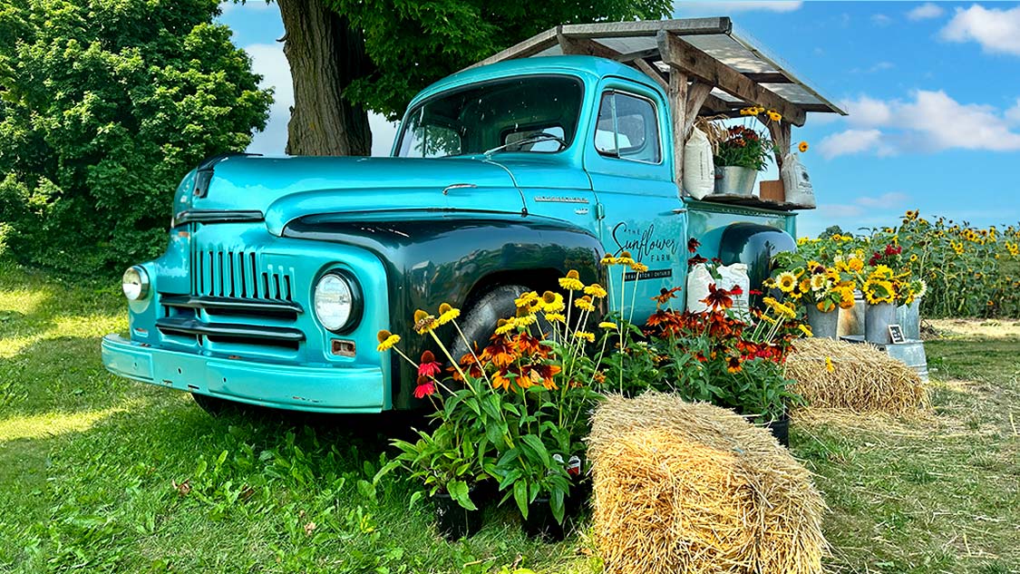 Antique blue truck surrounded by flowers on the best Durham Road Trips