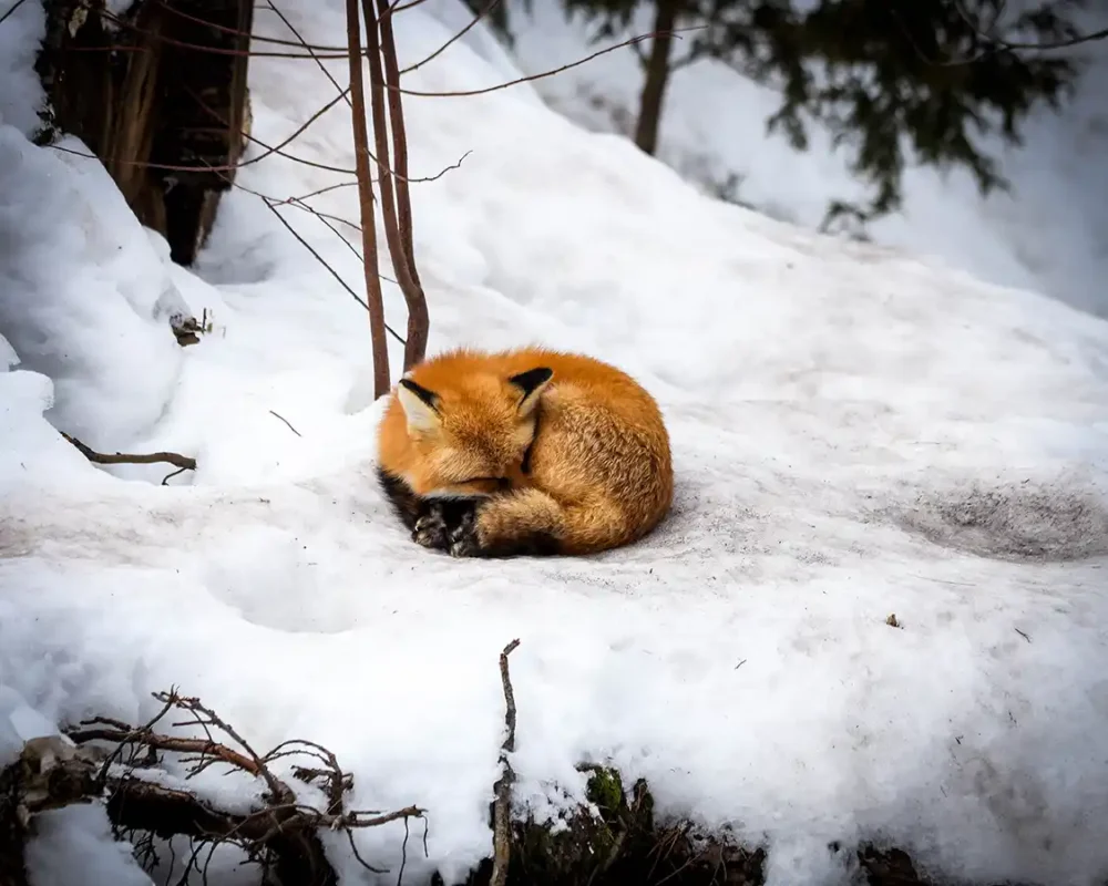 A red fox rests near the Trans Canada Trail in Pukaskwa National Park