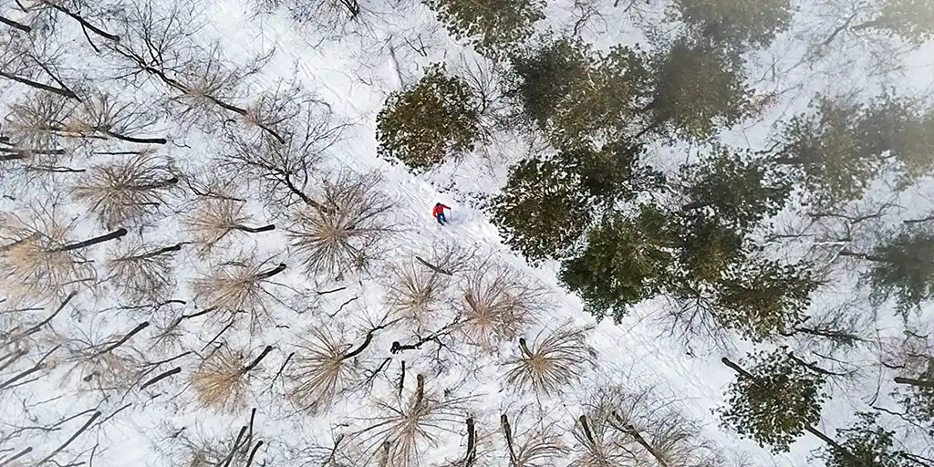 Aerial view of man in an orange jacket cross country skiing on the Trans Canada Trail in Winter between pine trees and birch trees